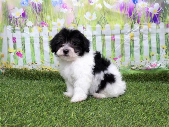 Havapoo DOG Male Black / White 3031 Petland Pensacola, Florida