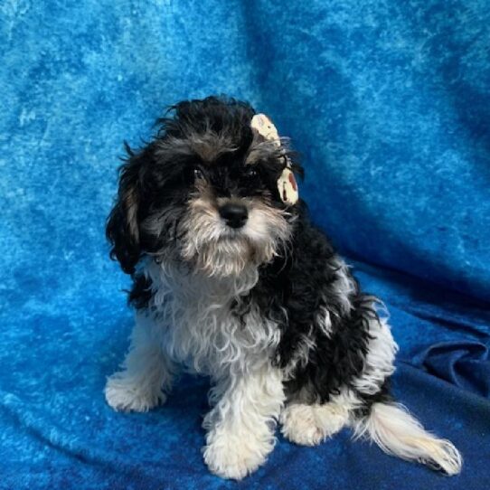 Cavachon DOG Female Black/White/Tan 618 Petland Pensacola, Florida