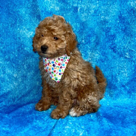 Cavachon DOG Male Apricot 3034 Petland Pensacola, Florida