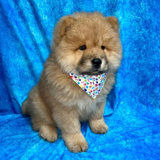 Chow Chow DOG Male Cinnamon 3037 Petland Pensacola, Florida