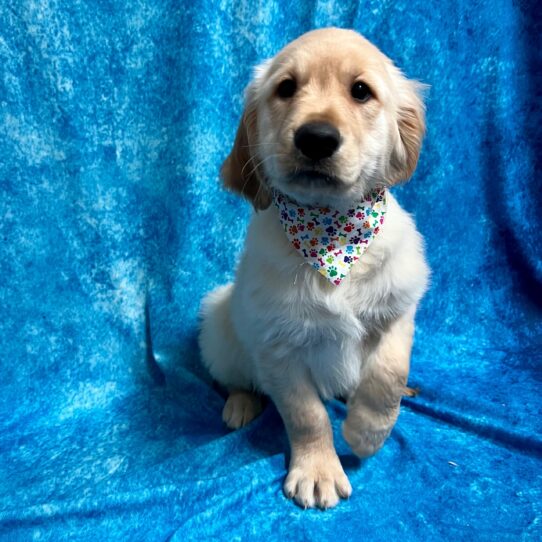 Golden Retriever DOG Female Golden 3040 Petland Pensacola, Florida