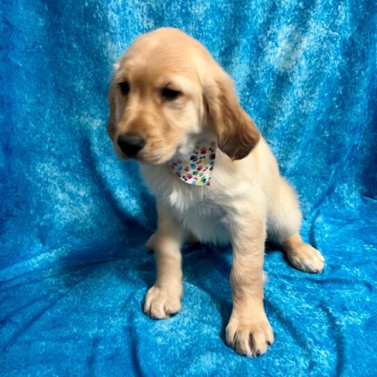 Golden Retriever DOG Male Golden 3041 Petland Pensacola, Florida