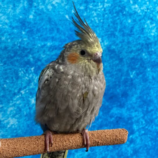 Cockatiel BIRD Unknown Pied 3051 Petland Pensacola, Florida