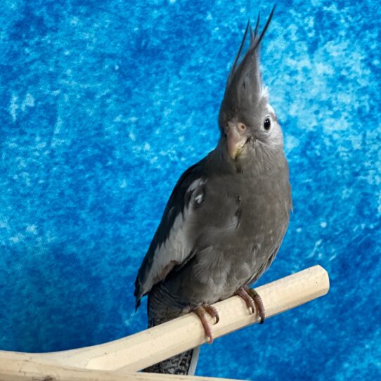 Cockatiel BIRD Unknown White-Faced Grey 3052 Petland Pensacola, Florida