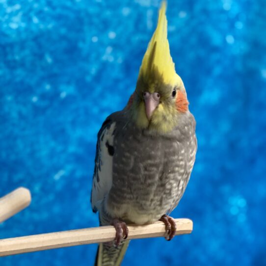 Cockatiel BIRD Unknown Normal 3050 Petland Pensacola, Florida