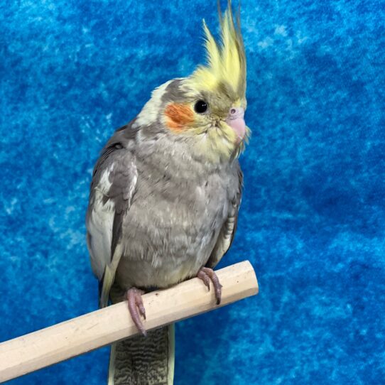 Cockatiel BIRD Unknown Normal 3046 Petland Pensacola, Florida