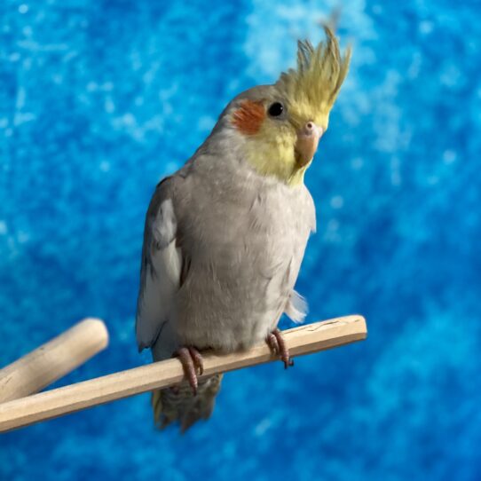 Cockatiel BIRD Unknown Normal 3047 Petland Pensacola, Florida