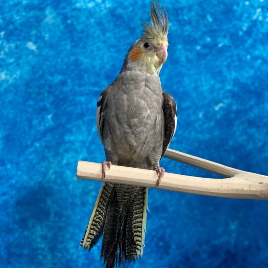 Cockatiel BIRD Unknown Normal 3048 Petland Pensacola, Florida