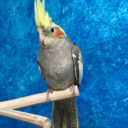 Cockatiel BIRD Unknown Normal 3049 Petland Pensacola, Florida