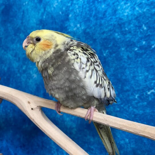 Cockatiel BIRD Female Pearl 3043 Petland Pensacola, Florida