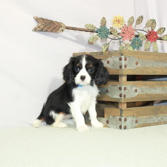 Cavalier King Charles Spaniel DOG Female White Black / Tan 3073 Petland Pensacola, Florida