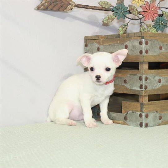 Chihuahua DOG Male White 3074 Petland Pensacola, Florida