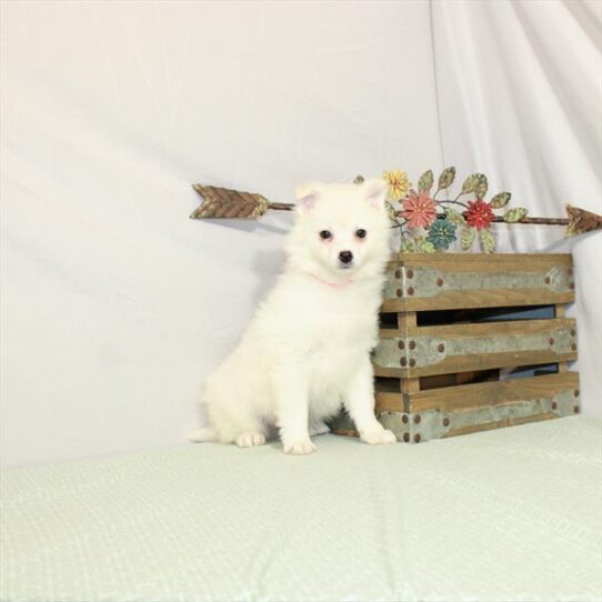 American Eskimo Dog DOG Female White 3075 Petland Pensacola, Florida