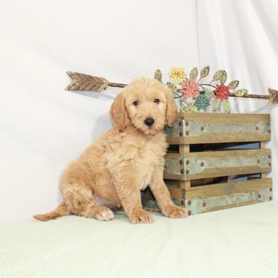 Goldendoodle 2 Gen DOG Female Golden 3077 Petland Pensacola, Florida