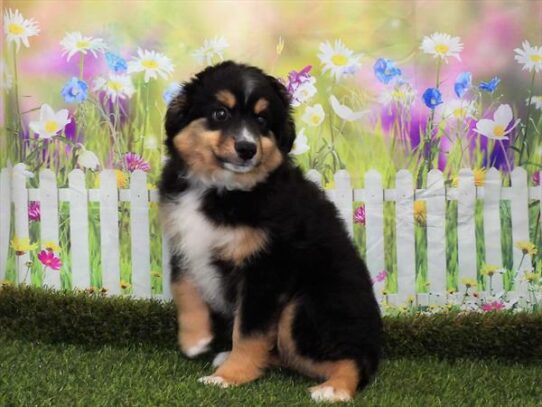 Miniature Australian Shepherd DOG Male Black 3078 Petland Pensacola, Florida