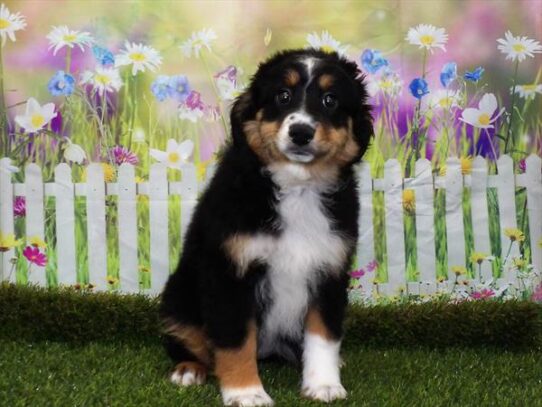 Miniature Australian Shepherd DOG Female Black 3079 Petland Pensacola, Florida