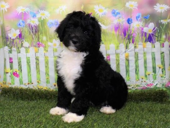 Old English Sheepdog/Poodle DOG Male Black 3080 Petland Pensacola, Florida