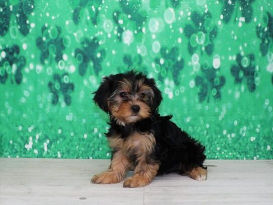 Yorkie-Poo DOG Female Black / Tan 3081 Petland Pensacola, Florida