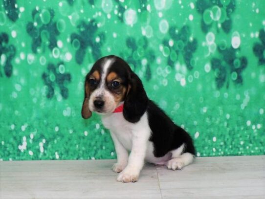 Beagle DOG Male Black 3084 Petland Pensacola, Florida