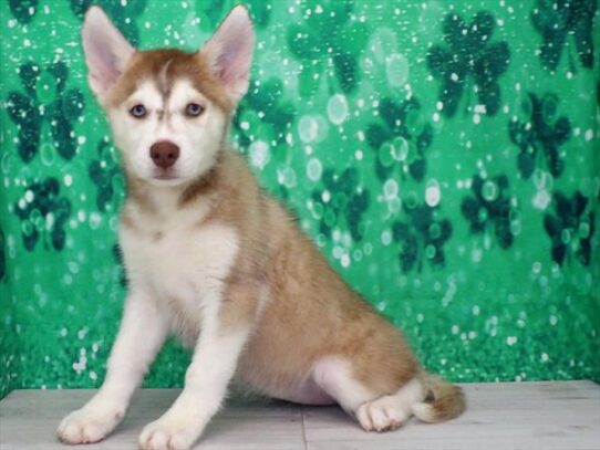 Siberian Husky DOG Female Red / White 3085 Petland Pensacola, Florida