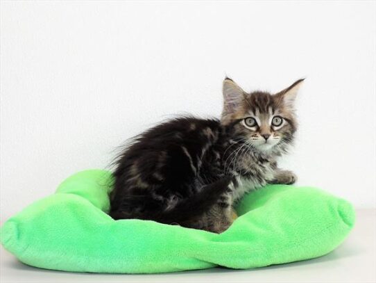 Maine Coon-DOG-Male-Brown Tabby-3086-Petland Pensacola, Florida