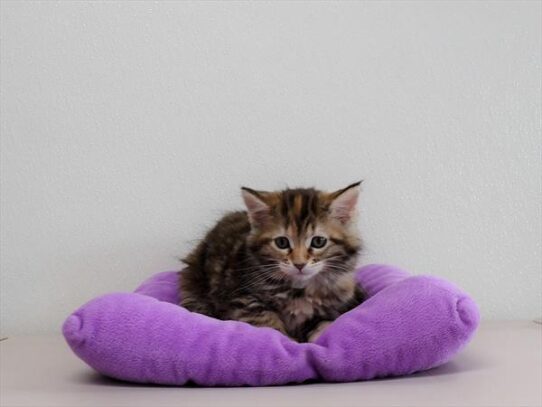 Maine Coon-DOG-Female-Brown Patched Tabby-3087-Petland Pensacola, Florida