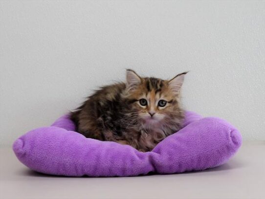 Maine Coon DOG Female Brown Patched Tabby 3088 Petland Pensacola, Florida