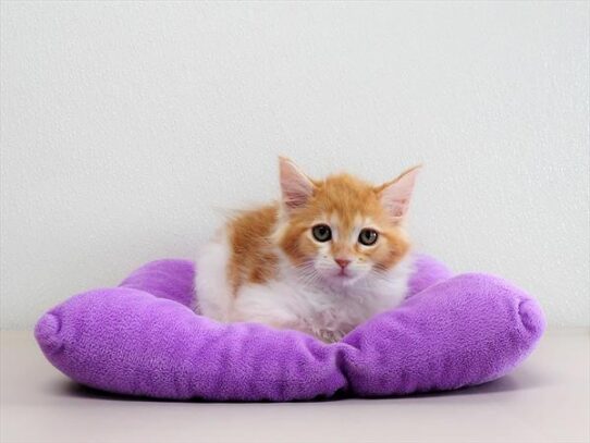 Maine Coon DOG Female Red Classic Tabby / White 3089 Petland Pensacola, Florida