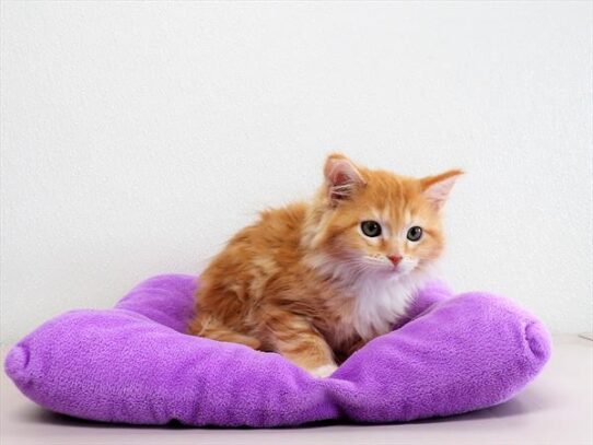 Maine Coon-DOG-Female-Red Makerel Tabby White-3090-Petland Pensacola, Florida