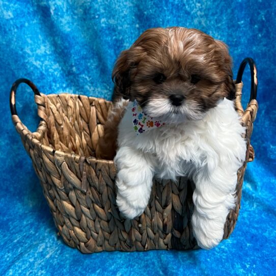 Lhasa Apso-DOG-Female-Gold White Parti-3092-Petland Pensacola, Florida