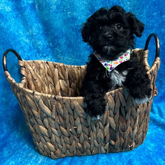 Havanese DOG Male Black/White 3093 Petland Pensacola, Florida