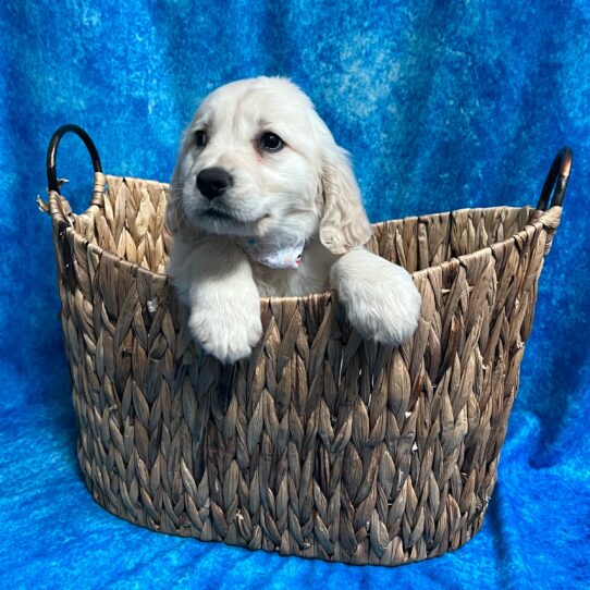 Golden Retriever DOG Female Golden 3094 Petland Pensacola, Florida