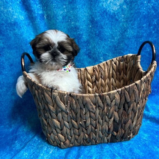 Lhasa Apso DOG Male Gold White Parti 3091 Petland Pensacola, Florida