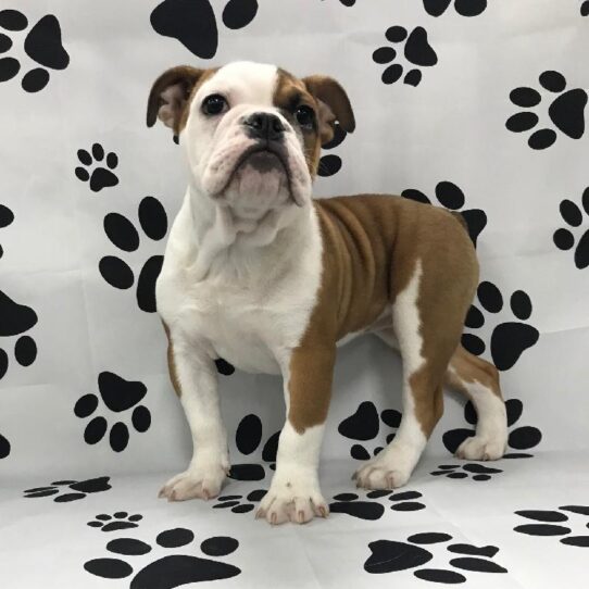 English Bulldog DOG Female White/Tan 2663 Petland Pensacola, Florida