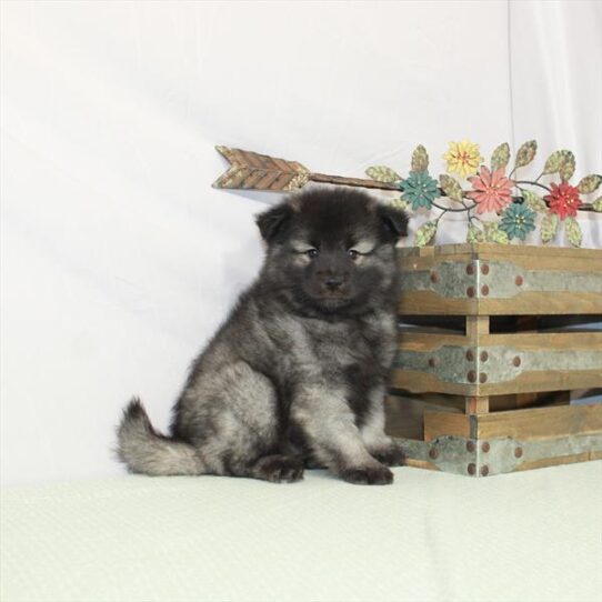 Keeshond-DOG-Female-Silver / Black-3114-Petland Pensacola, Florida