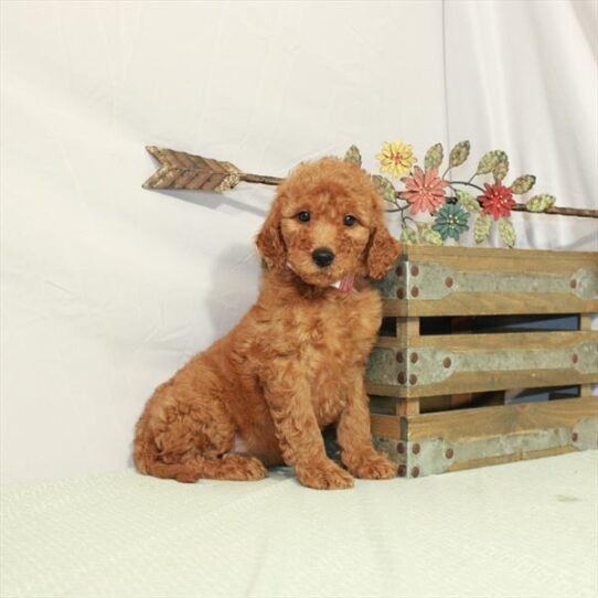 Goldendoodle 2 Gen-DOG-Female-Red-3115-Petland Pensacola, Florida