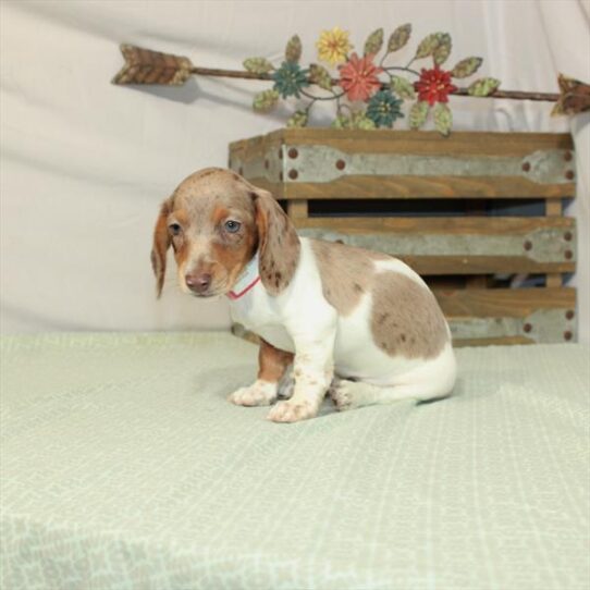 Dachshund DOG Female Chocolate / Tan 3116 Petland Pensacola, Florida