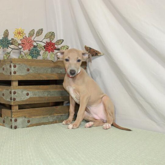 Italian Greyhound DOG Female Blue Fawn 3117 Petland Pensacola, Florida