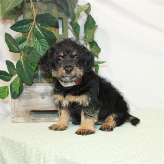 Mini Labradoodle DOG Female Black / Tan 3118 Petland Pensacola, Florida