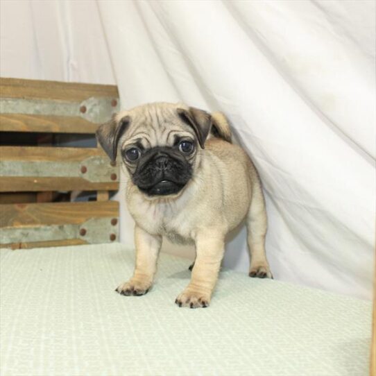 Pug DOG Male Fawn 3119 Petland Pensacola, Florida