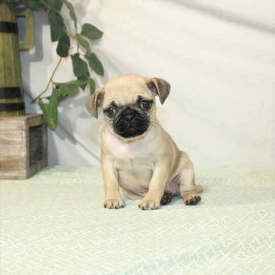 Pug DOG Female Fawn 3120 Petland Pensacola, Florida