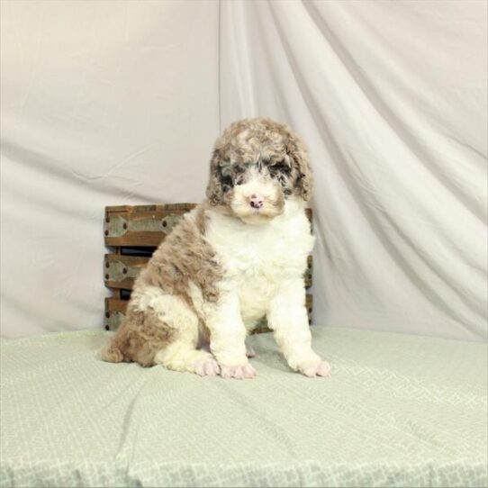 Poodle Standard-DOG-Male-Chocolate Merle-3121-Petland Pensacola, Florida