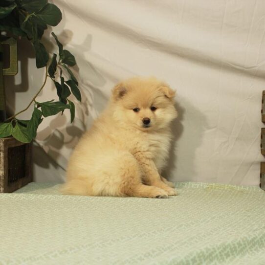 Pomeranian DOG Male Orange 3122 Petland Pensacola, Florida