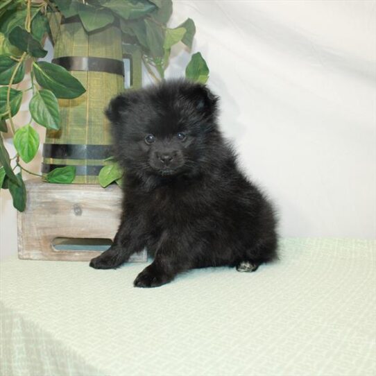 Pomeranian DOG Female Black 3123 Petland Pensacola, Florida