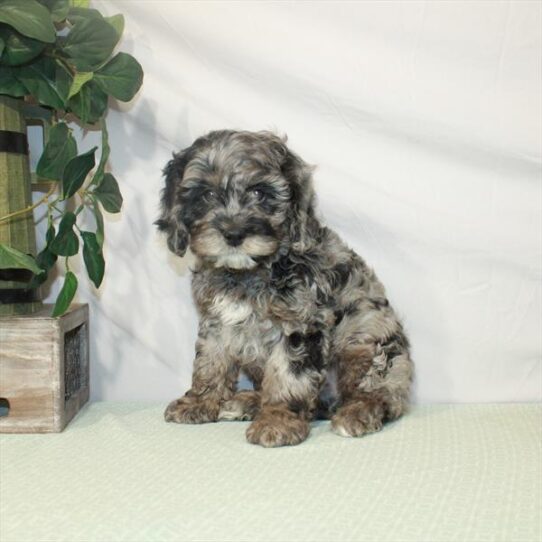 Cockapoo DOG Male Blue Roan 3124 Petland Pensacola, Florida