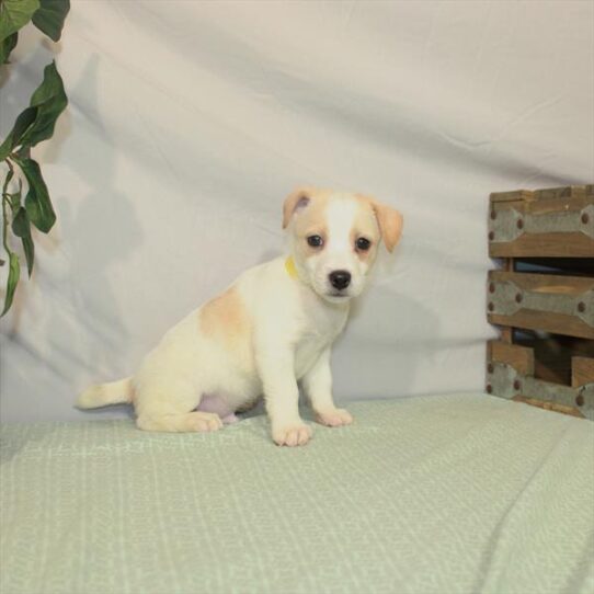 Jack Russell Terrier DOG Male White / Lemon 3125 Petland Pensacola, Florida