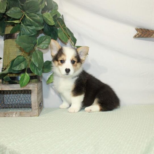 Pembroke Welsh Corgi DOG Female Black White / Tan 3127 Petland Pensacola, Florida