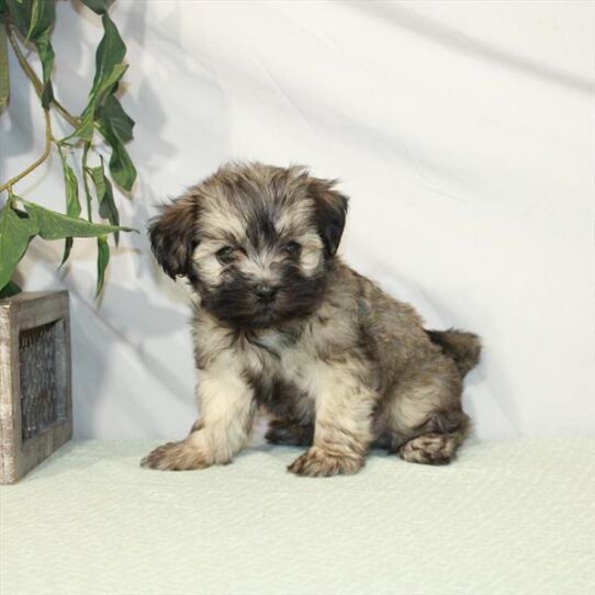 Havanese DOG Male Silver Sable 3128 Petland Pensacola, Florida