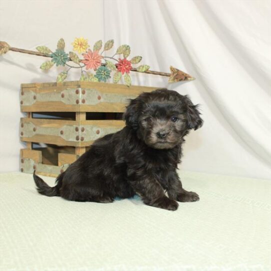 Havanese DOG Female Black / Silver 3129 Petland Pensacola, Florida