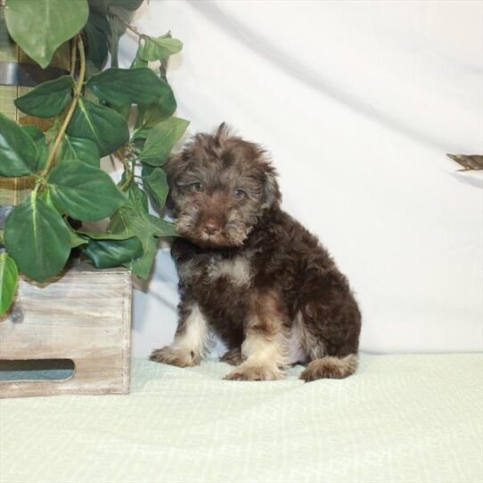 Schnoodle DOG Male Chocolate / Tan 3130 Petland Pensacola, Florida